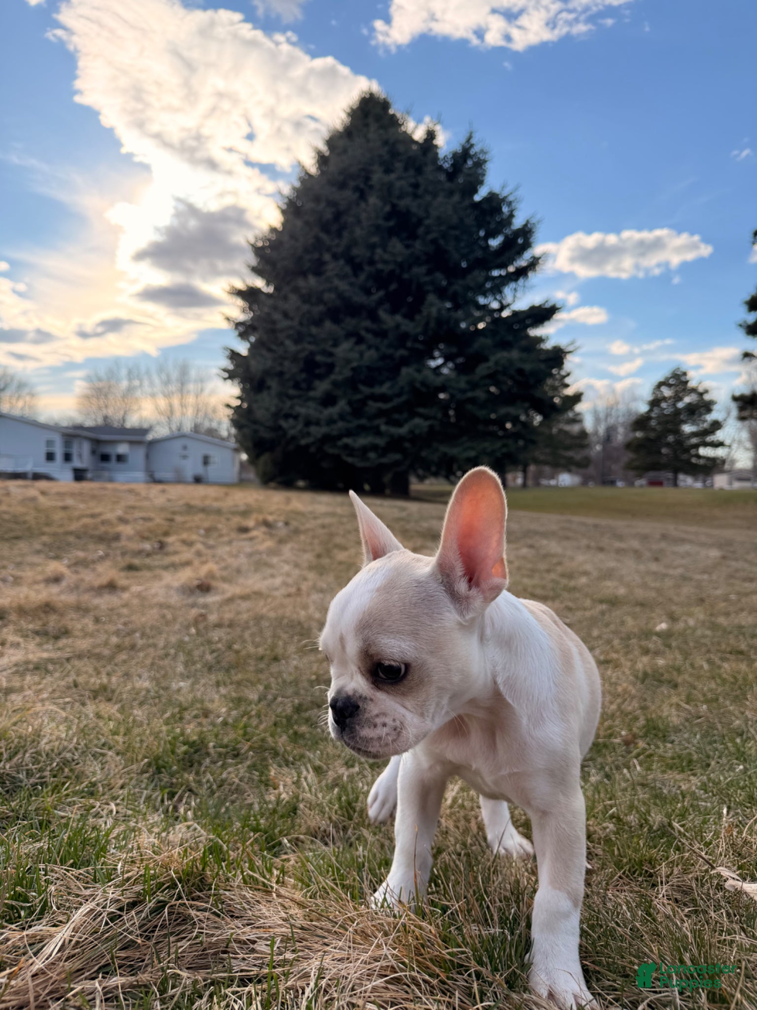 French Bulldog dogs French Bulldog Puppy 1 - Ad 1