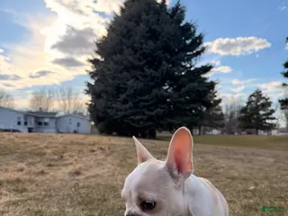 French Bulldog dogs French Bulldog Puppy 1 - Ad 3