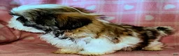 Shih Tzu dogs for sale: Star - Ad 5