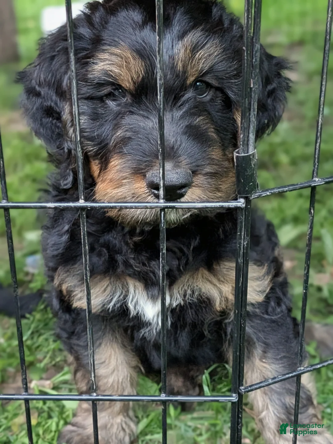 Mixed Breed dogs for sale: Jean Luc - Ad 2
