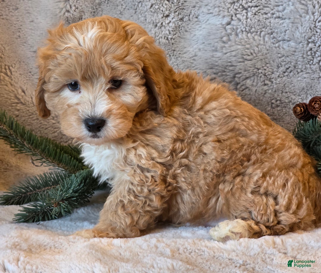 Shihpoo dogs for sale: Tanner - Ad 3