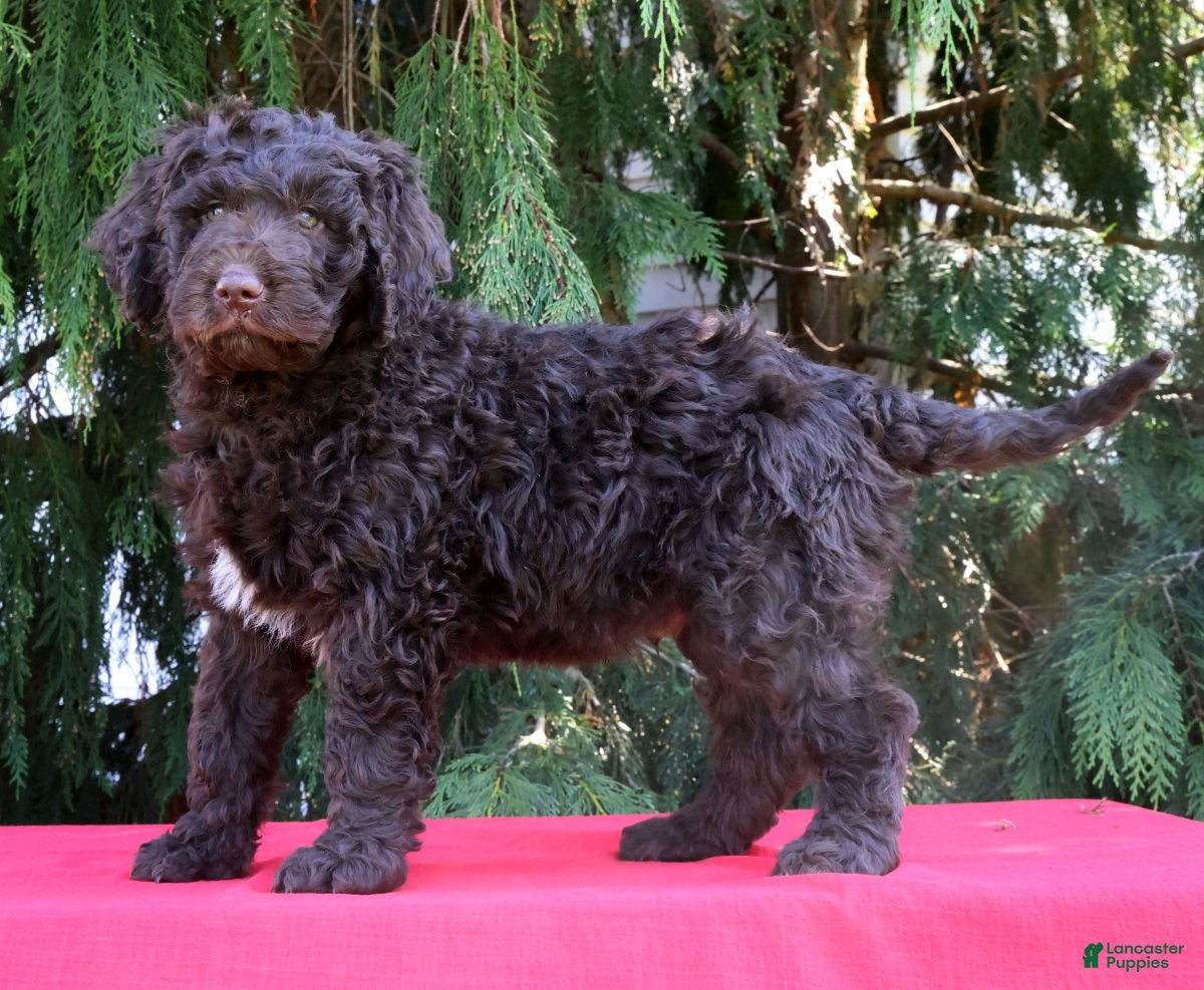 Newfypoo dogs Jace - Ad 1