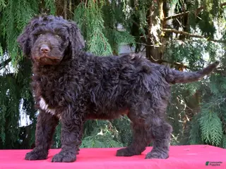 Newfypoo dogs for sale: Jace - Ad 1