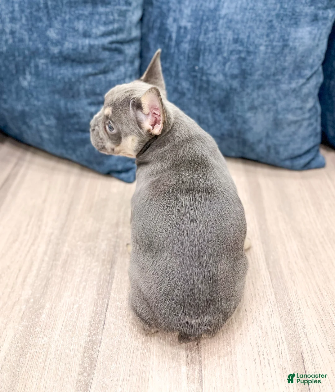 French Bulldog dogs for sale: Marco - Ad 6