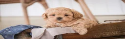 Shihpoo dogs for sale: Crockett - Ad 7