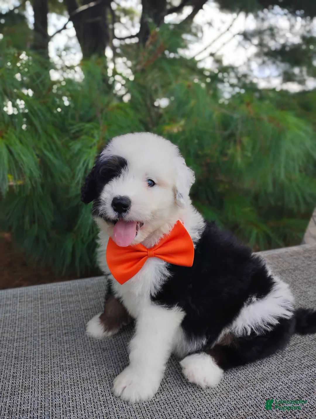 Bernedoodle dogs for sale: Oreo - Ad 6