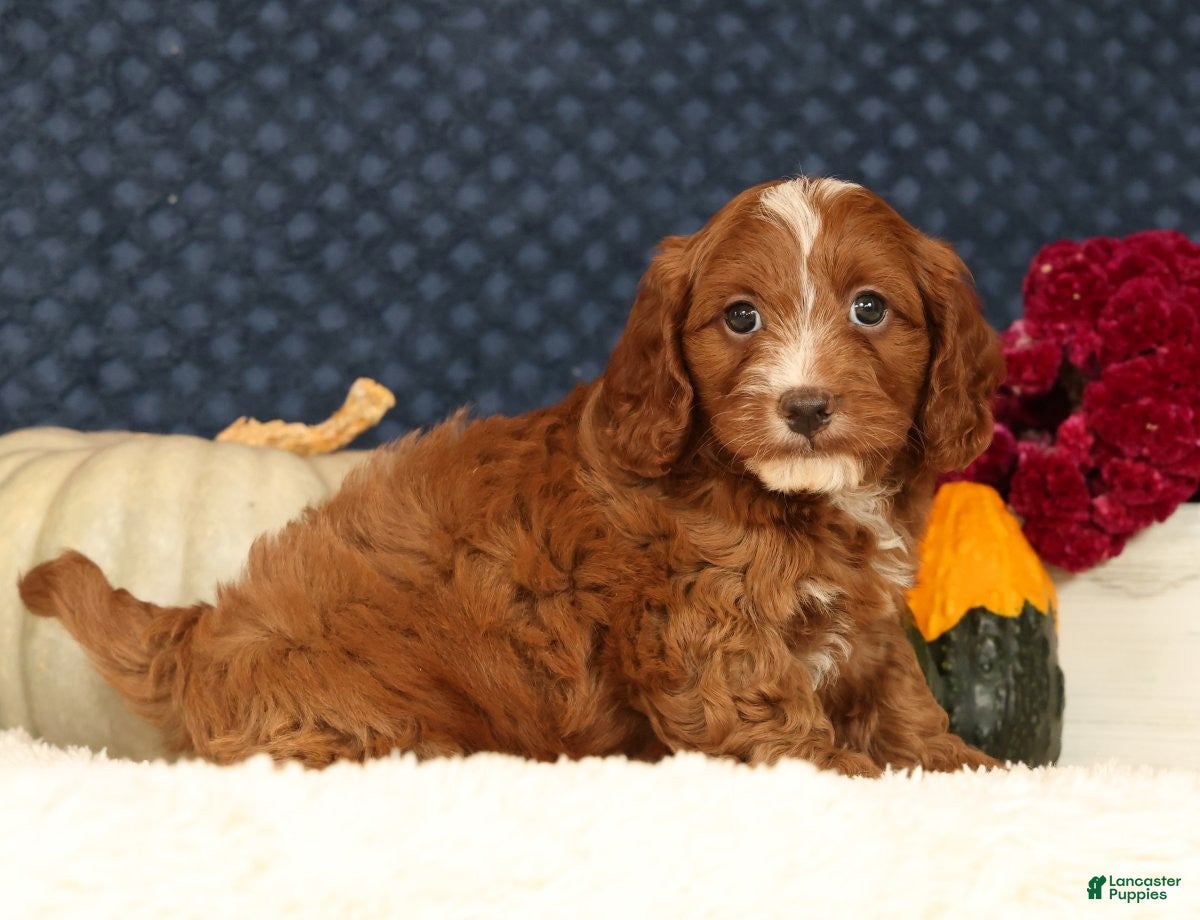 Cavapoo dogs for sale: Stanley - Ad 1