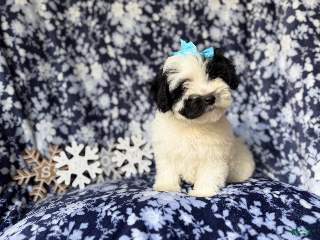 Yorkiepoo dogs for sale: Jolly - Ad 7