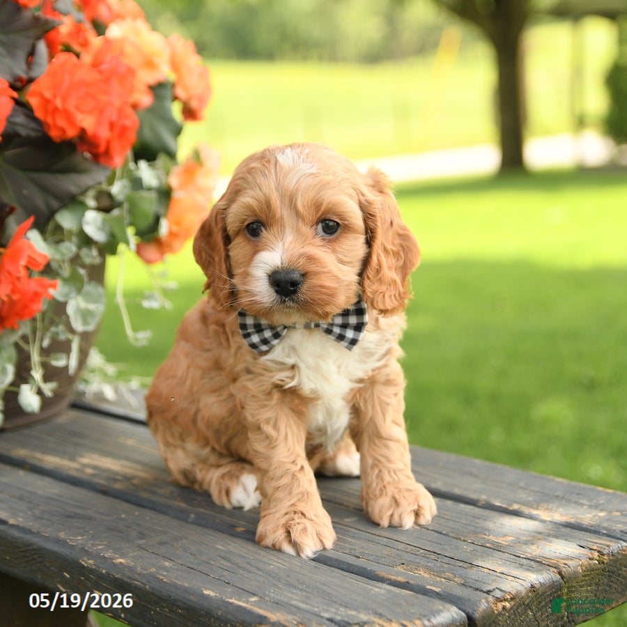 Cockapoo dogs George - Ad 1