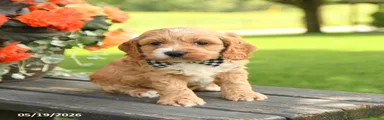George