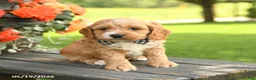 Cockapoo dogs for sale: George - Ad 1