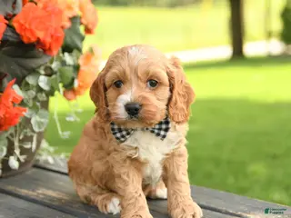 Cockapoo dogs for sale: George - Ad 1
