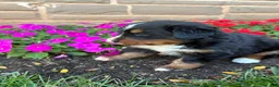Bernese Mountain Dog dogs for sale: Bubbles - Ad 7