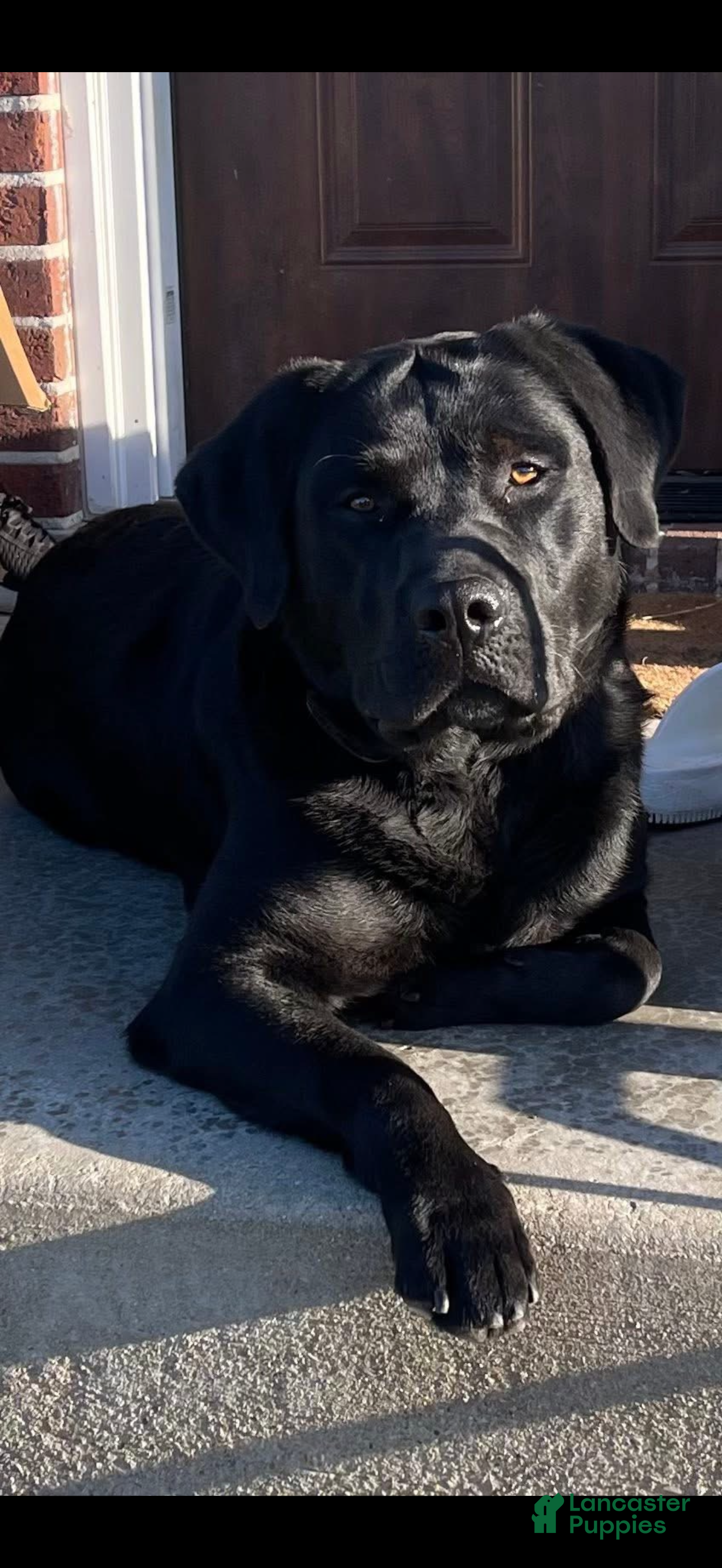 Labrador Retriever dogs Otso King of the Forest- Bear  - Ad 1