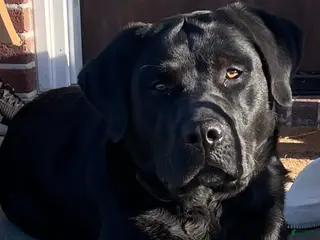 Labrador Retriever dogs Otso King of the Forest- Bear - Ad 2