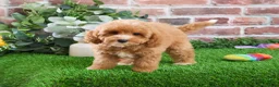Cavapoo dogs for sale: Cici - Ad 9