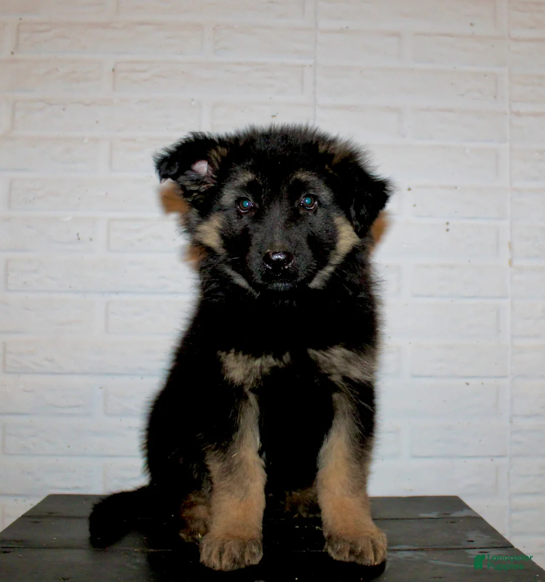 German Shepherd dogs for sale: Everest - Ad 1