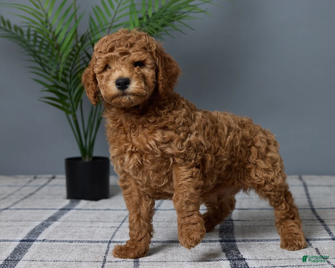Mini Goldendoodle dogs for sale: Carson - Ad 5