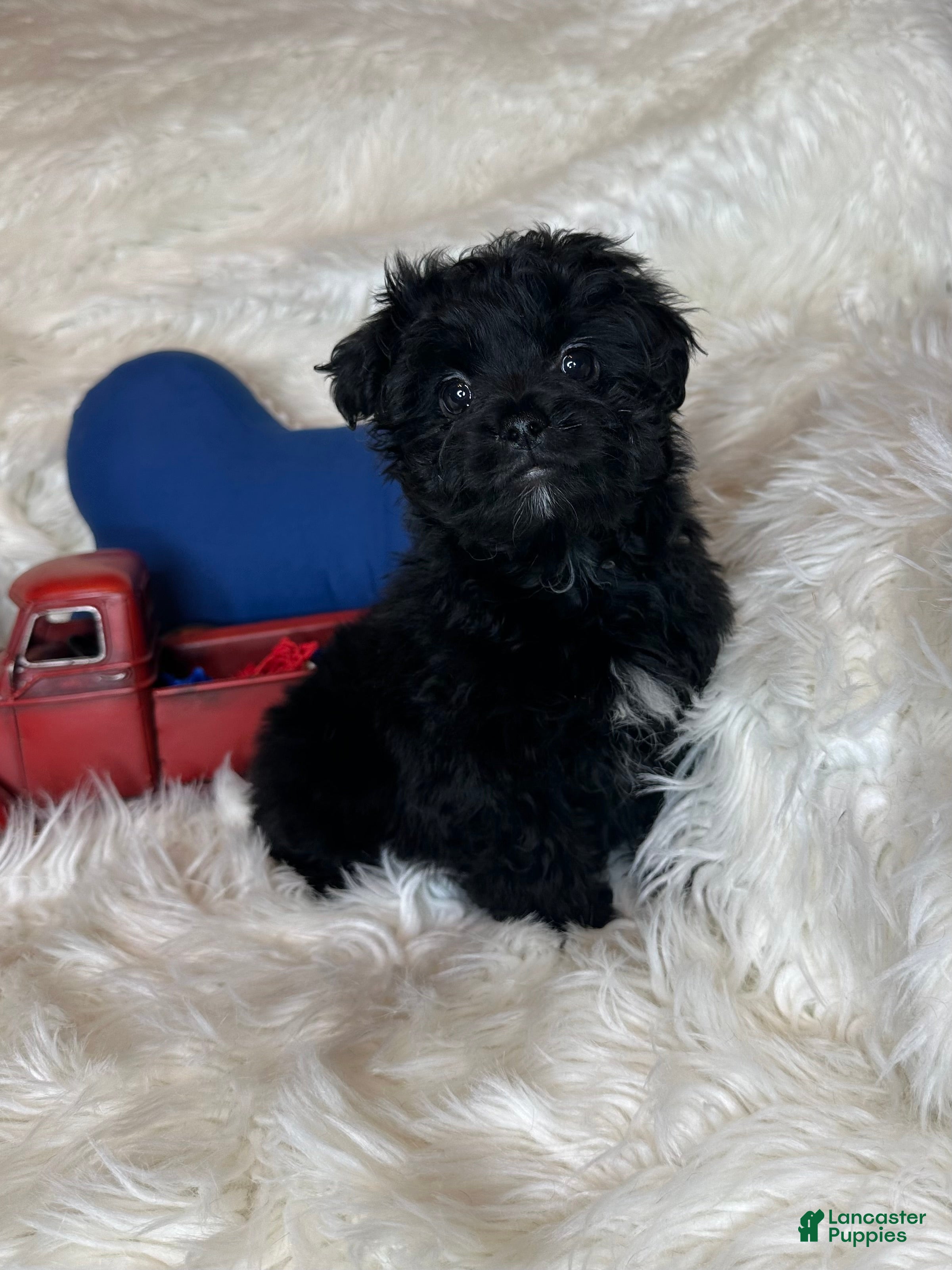 Morkie dogs Star - Ad 3