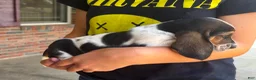 Basset Hound dogs for sale: Snoopy - Ad 3