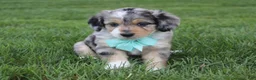 Mini Aussiedoodle dogs for sale: Kingsley 💎 - Ad 3