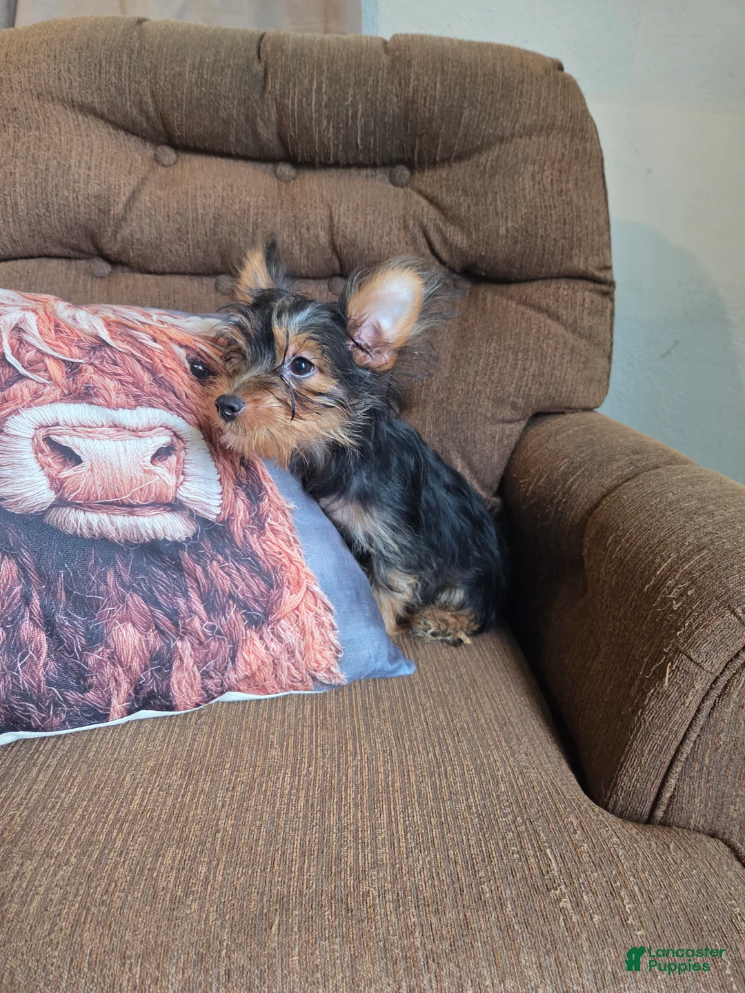 Yorkshire Terrier dogs for sale: Stetson - Ad 2