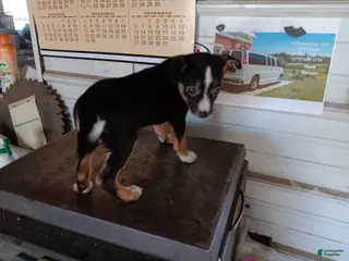 Chihuahua dogs Chihuahua Puppy 1 - Ad 39