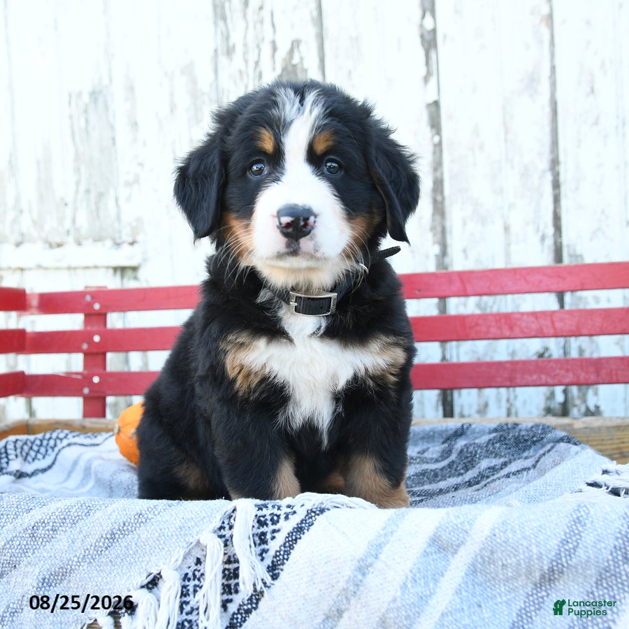 Bernese Mountain Dog dogs Amber - Ad 1