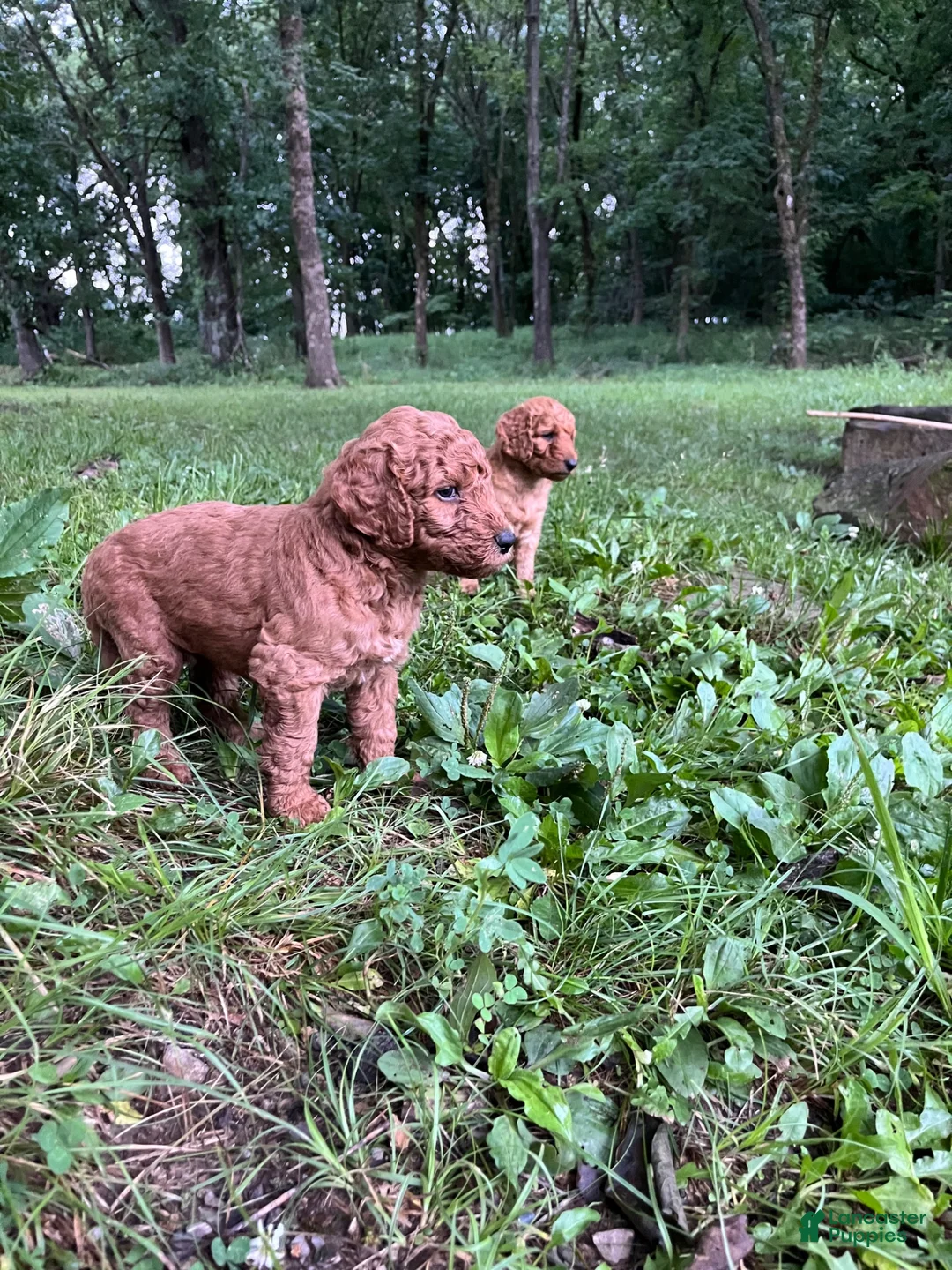 Goldendoodle dogs for sale: Mocha - Ad 18