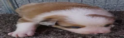 Border Collie dogs for sale: BLAKE - Ad 13
