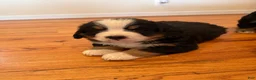 Bernese Mountain Dog dogs for sale: John - Ad 10