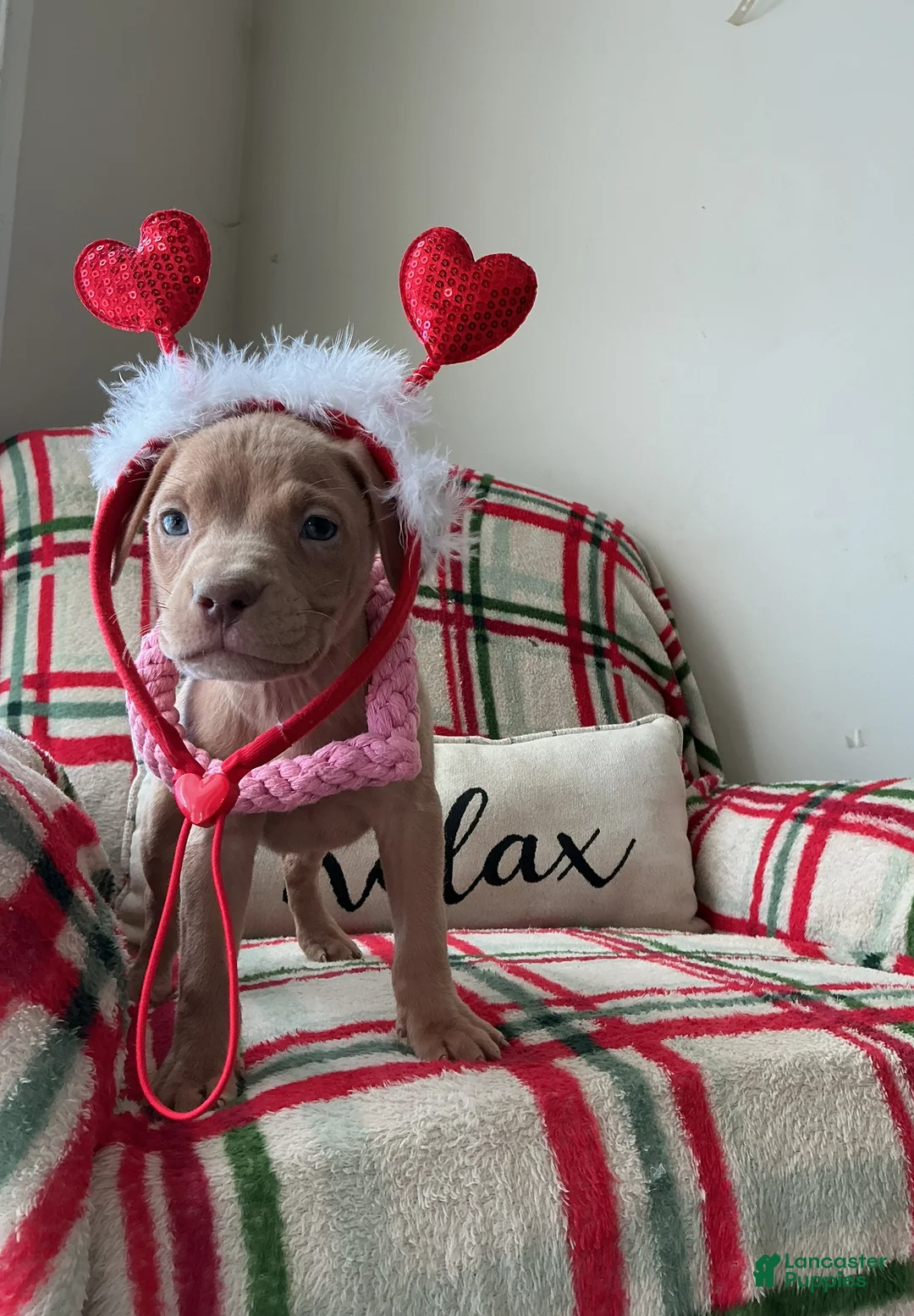 American Bully dogs for sale: Lucy - Ad 3