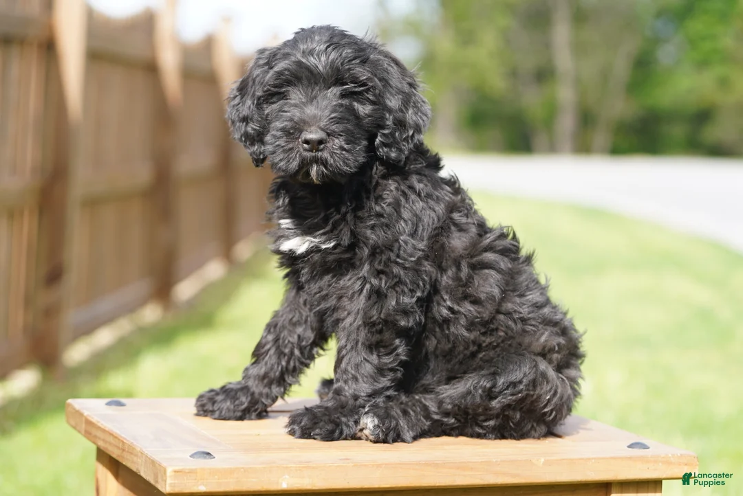 Portuguese Water Dog dogs for sale: Duke - Ad 1