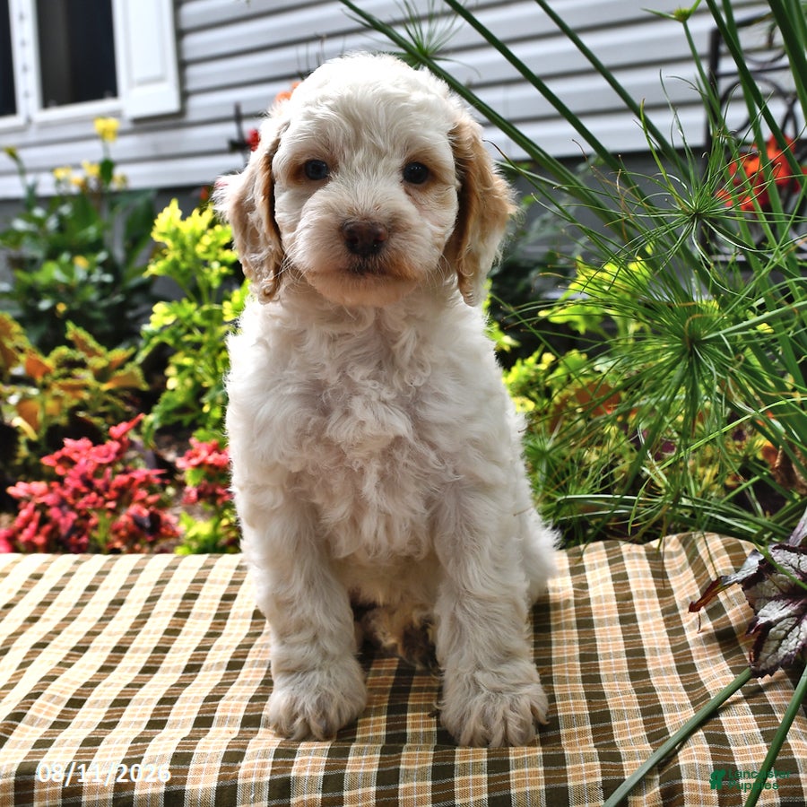 Cockapoo dogs Leanna - Ad 2