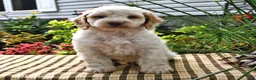 Cockapoo dogs for sale: Leanna - Ad 2