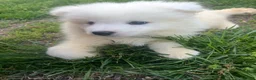 Samoyed dogs for sale: Samoyed Puppy 7 - Ad 1