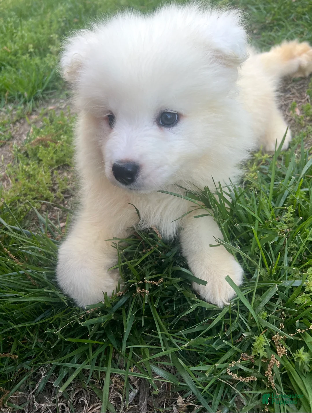 Samoyed dogs for sale: Samoyed Puppy 7 - Ad 1