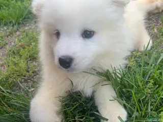 Samoyed dogs Samoyed Puppy 7 - Ad 21