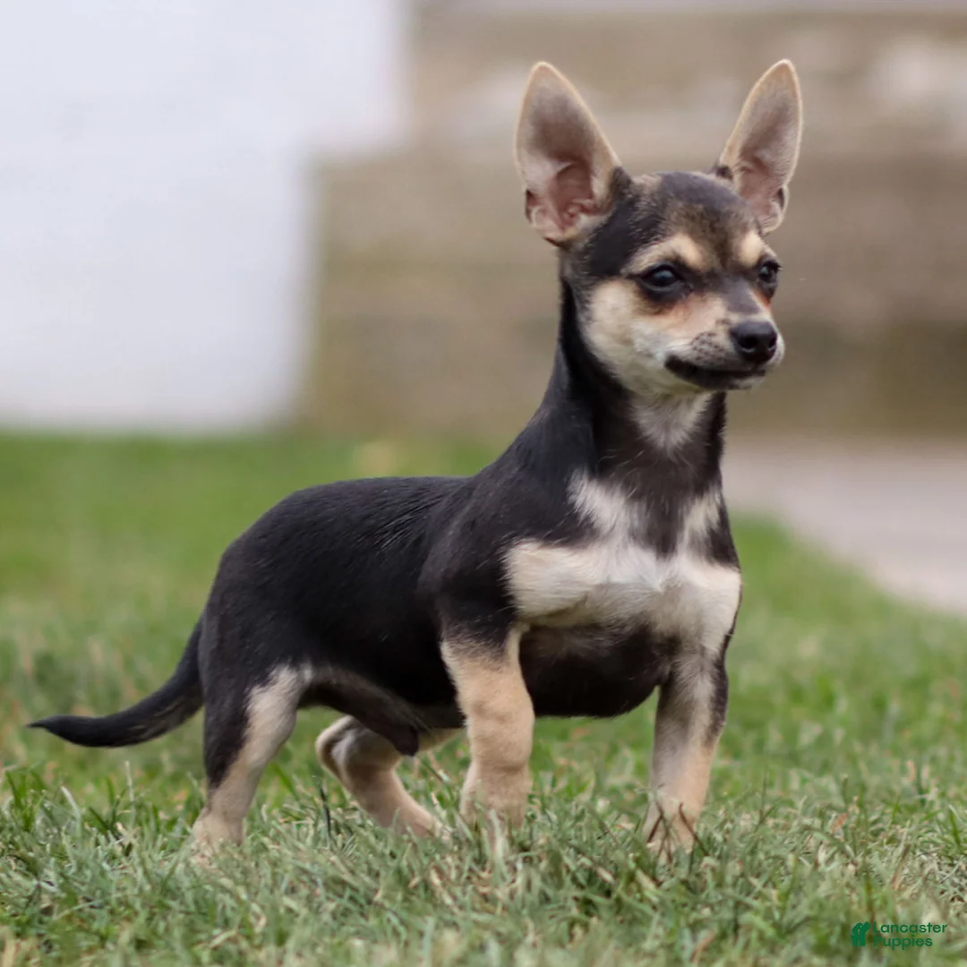 Chihuahua dogs for sale: Phoenix - Ad 14