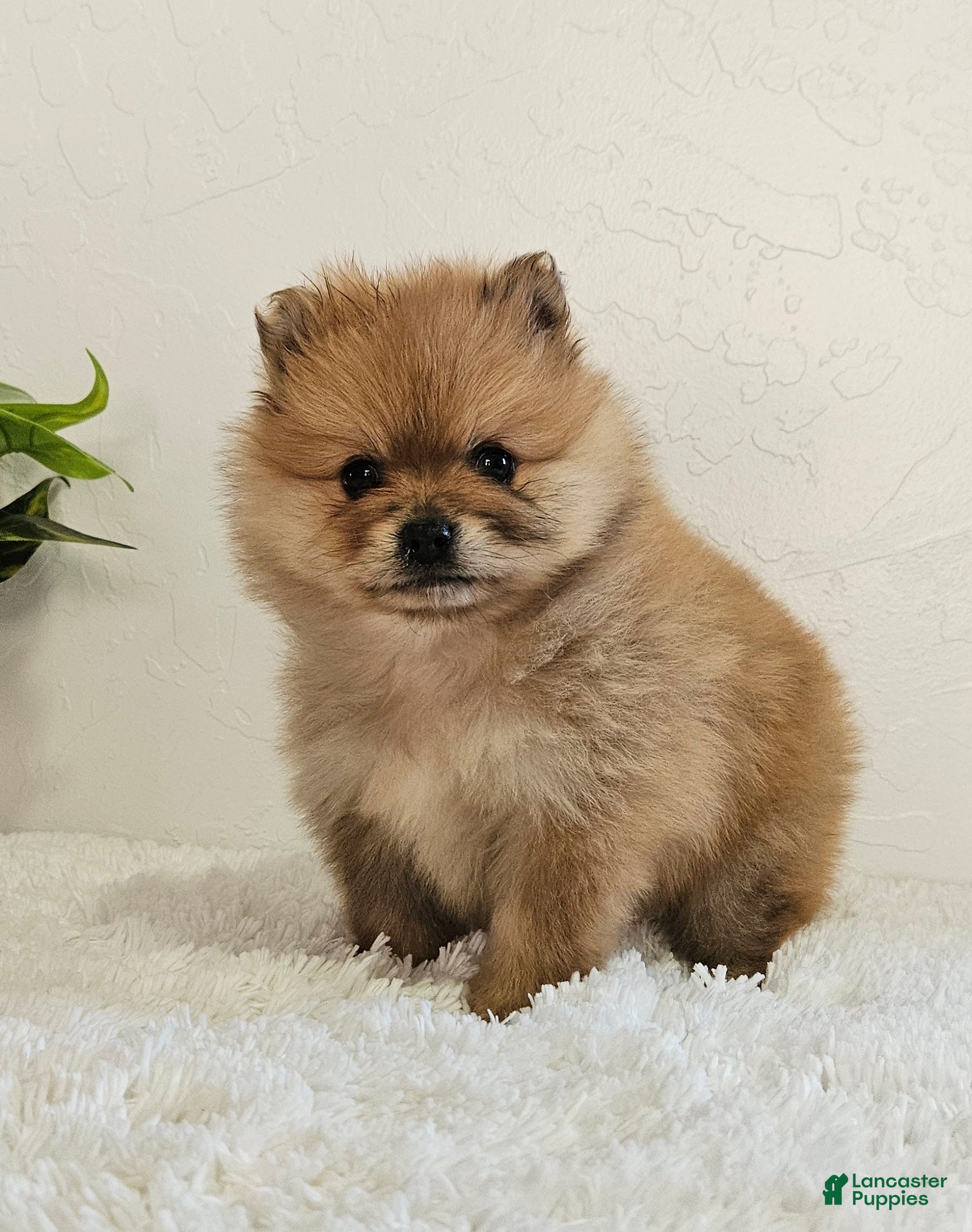 Pomeranian dogs Lena - Ad 2