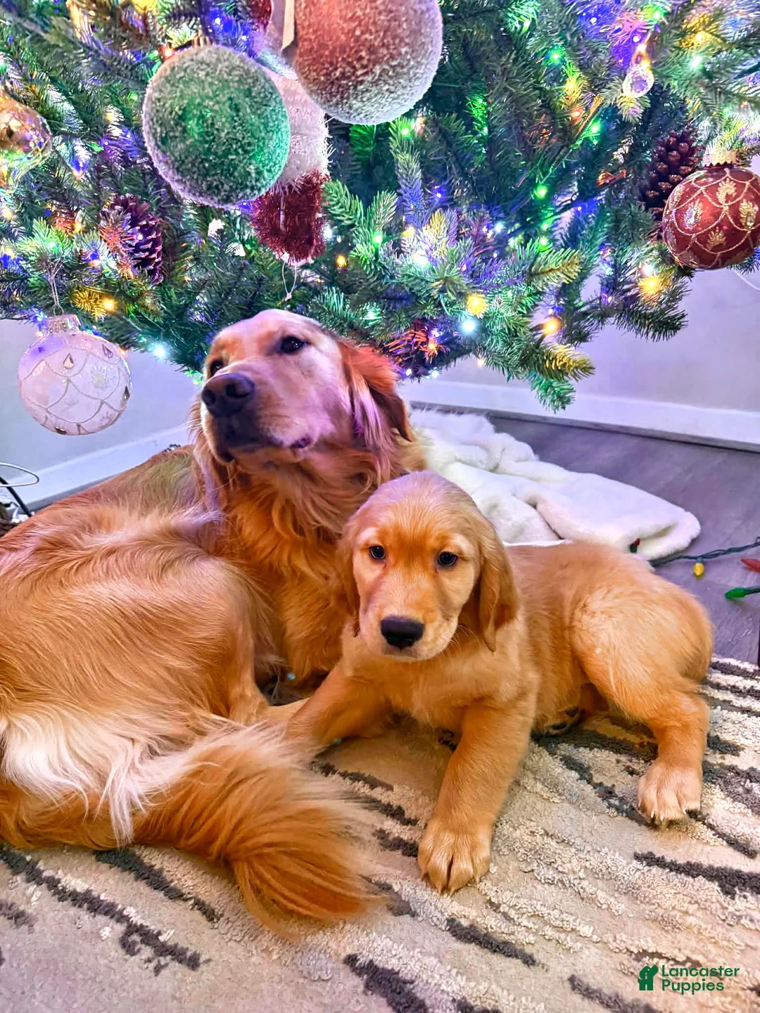 Golden Retriever dogs for sale: Golden Retriever Puppy 1 - Ad 5