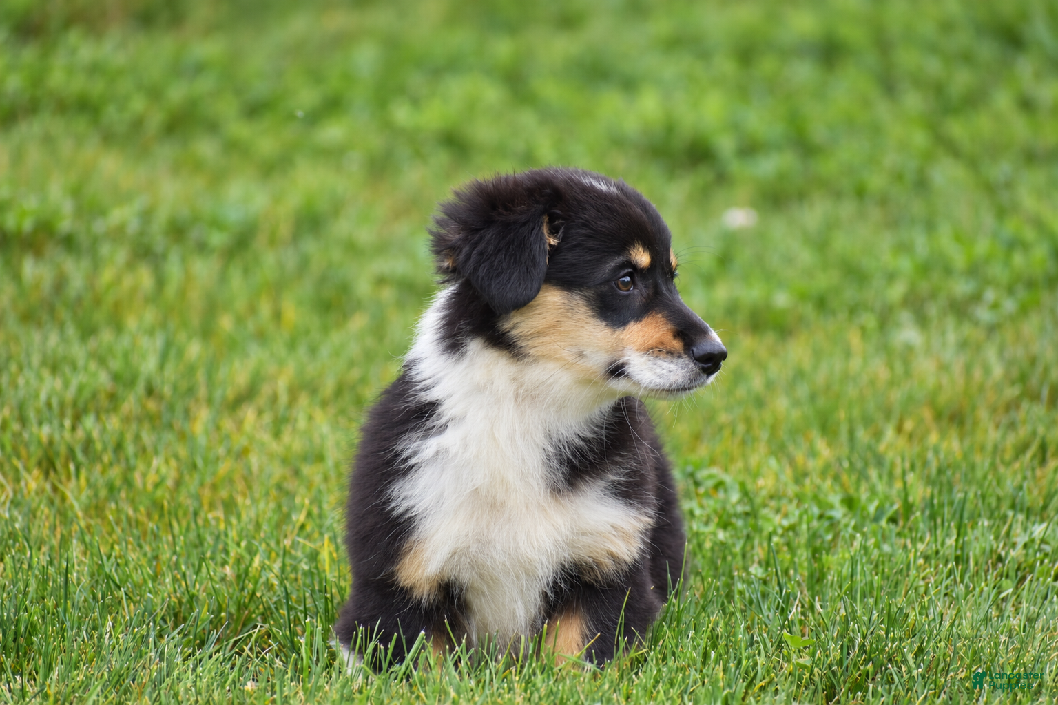 Welsh Corgi Pembroke dogs Jacey - Ad 2