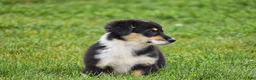 Welsh Corgi Pembroke dogs for sale: Jacey - Ad 2