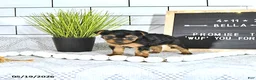 Yorkshire Terrier dogs for sale: Bella   - Ad 3