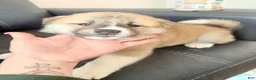 Akita dogs for sale: AKC American Akita Puppies 1500 - Ad 12