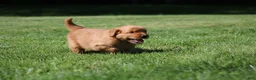 Golden Retriever dogs for sale: Finn - Ad 3