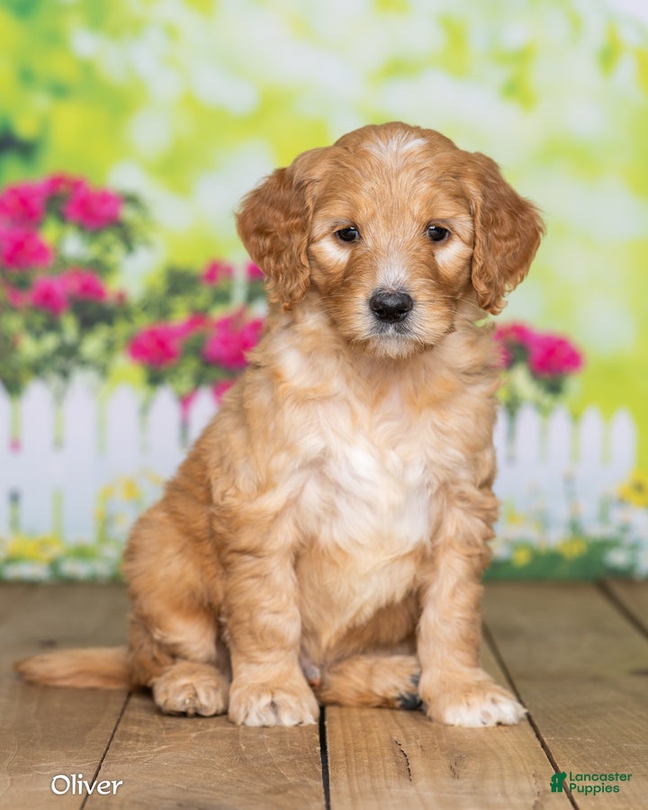 Goldendoodle dogs Oliver - Ad 1