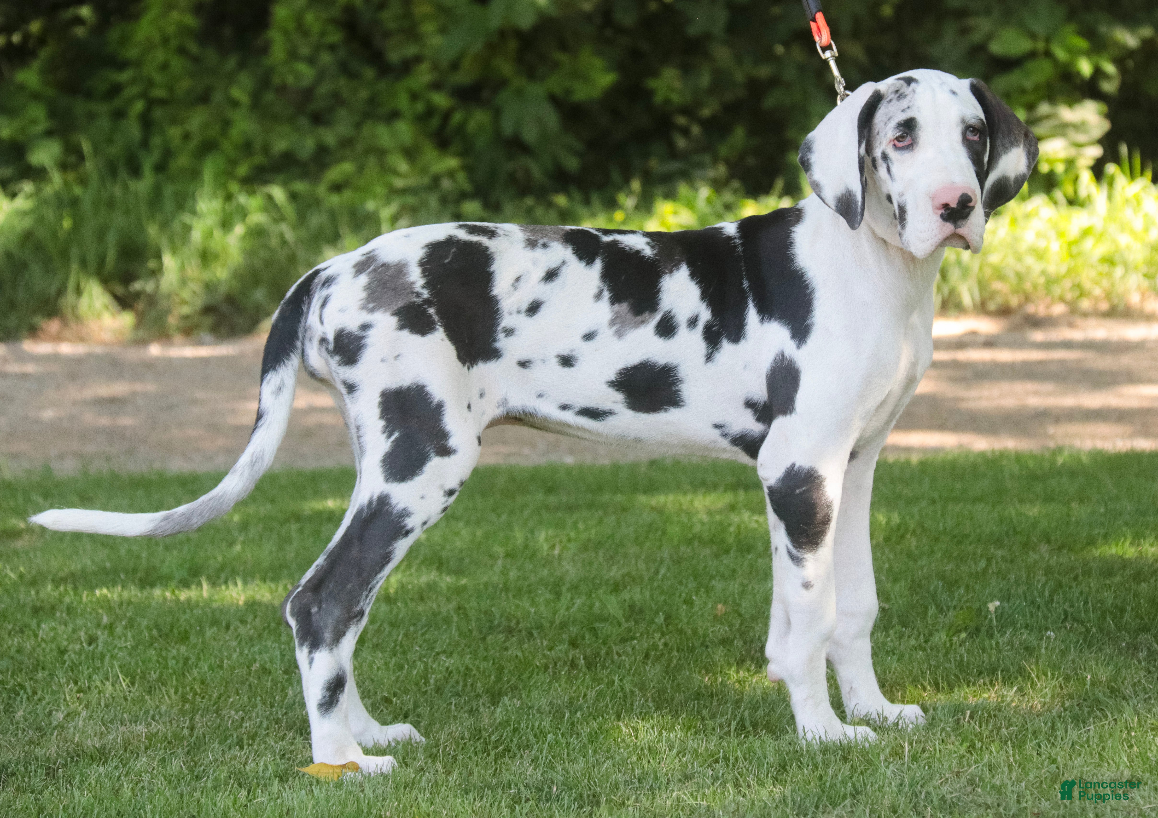 Great Dane dogs Joy - Ad 2