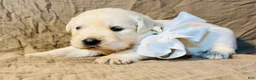 Golden Retriever dogs for sale: White Girl - Ad 1