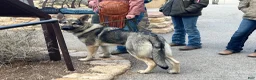 German Shepherd dogs for sale: Sandy - Ad 11